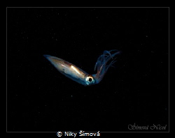 cuttle fish with stars by Niky Šímová 